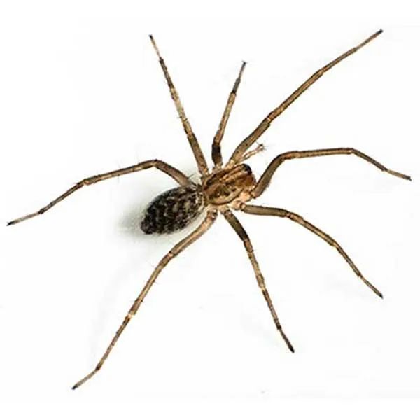 Spiders Poster