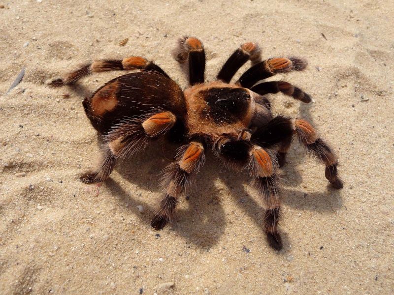 Tarantula Poster