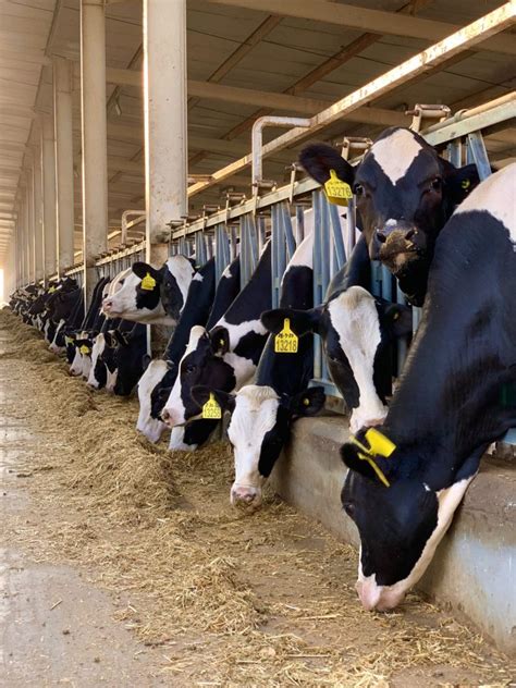 The Milk System Poster